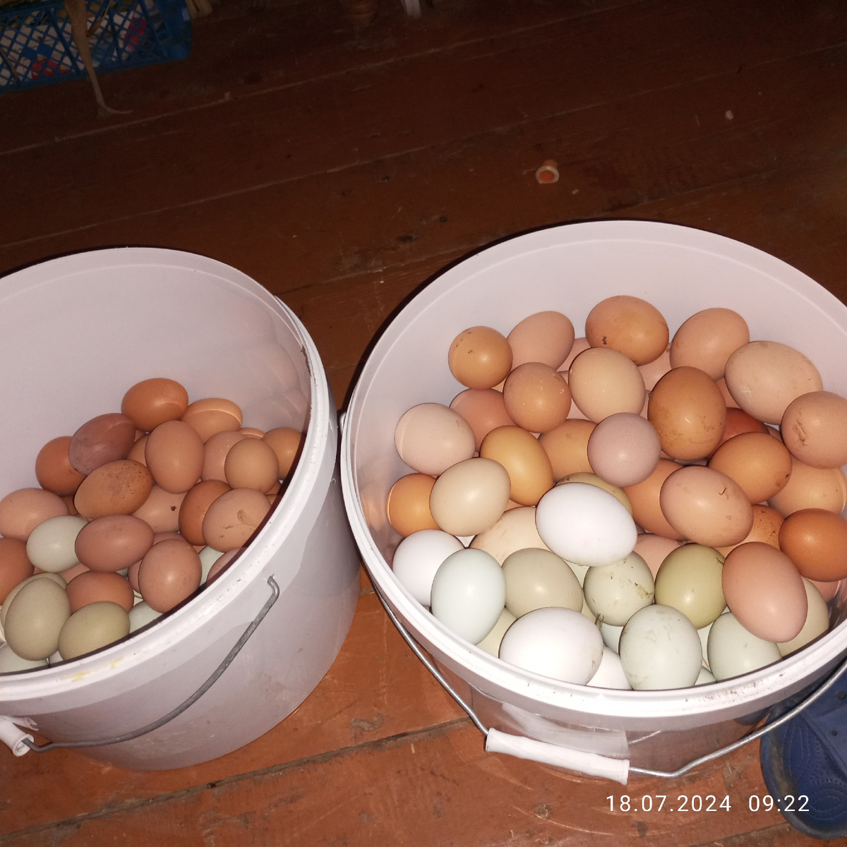 Яйца. Фото автора. 