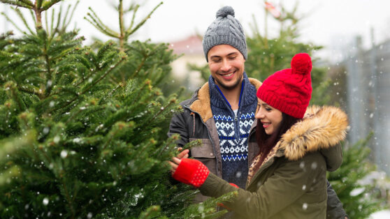    Какую живую елку выбрать, чтобы она дольше оставалась свежей в квартире: советы агронома Алина Городниченко