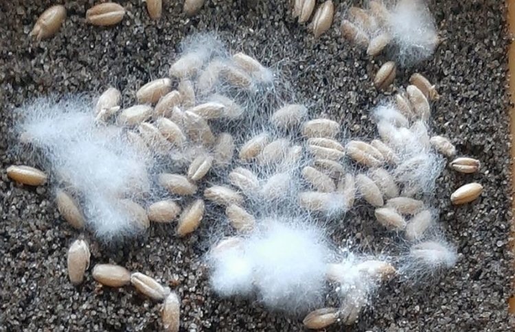    Фузариоз не дремлет, предупредила аграриев эксперт Россельхозцентра Еткульского района Челябинской области