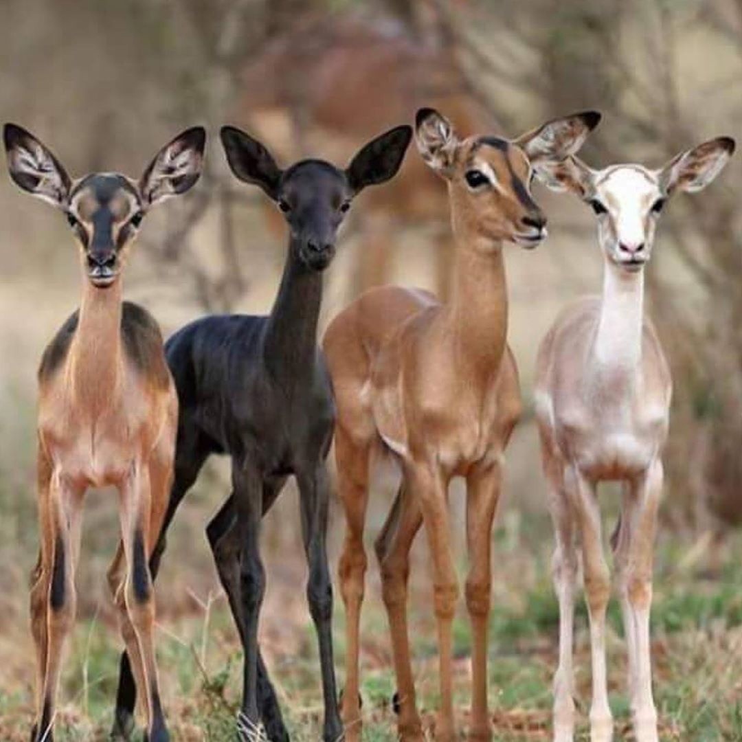 Картинка из сети интернет, спасибо автору.