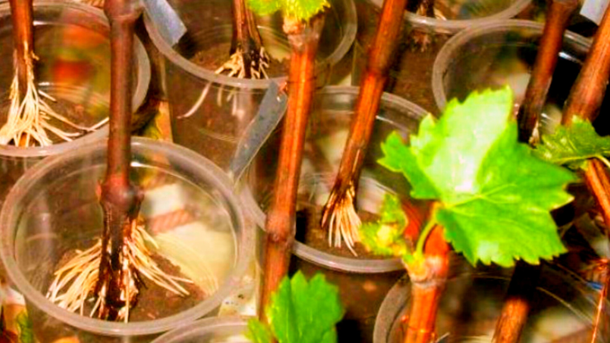 Какая красота выходит на винограде