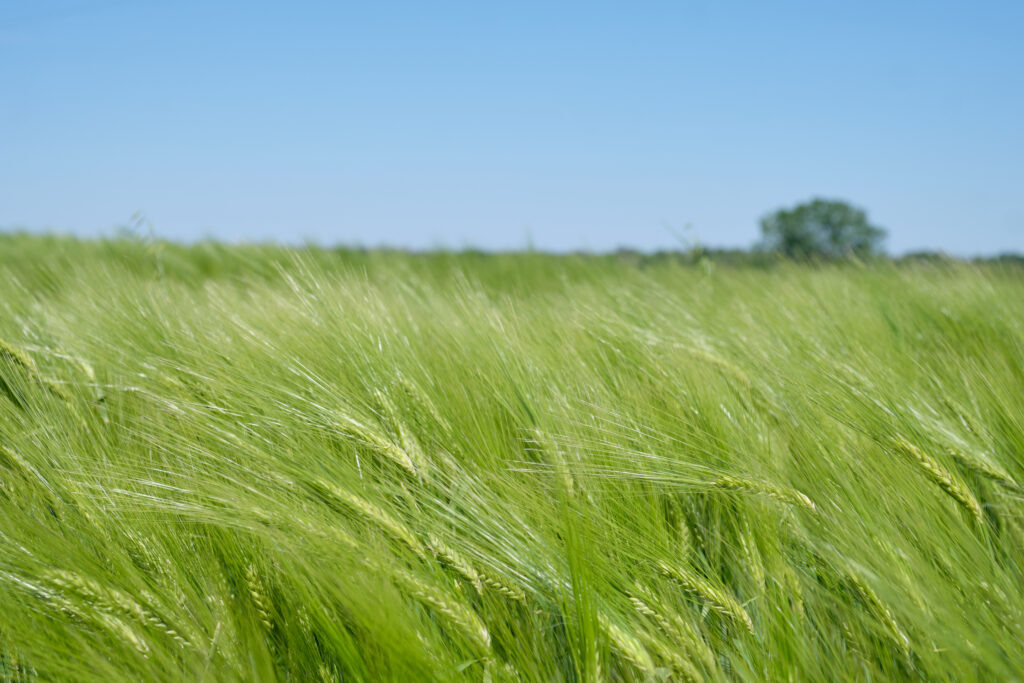    Пшеница в Красноармейском районе. Май 2024 года. Фото из архива редакции.