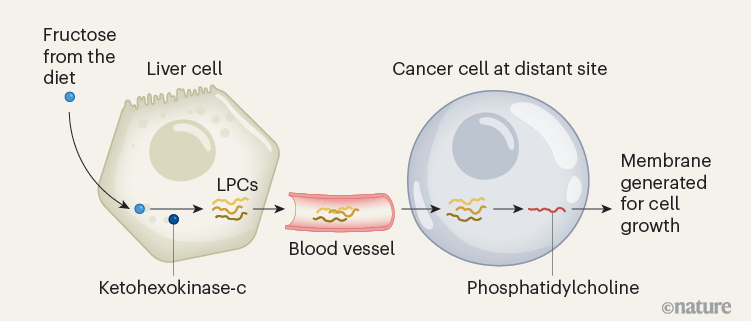 Печень преобразовывает фруктозу в липиды, которые питают опухоли