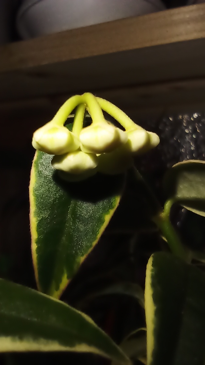 Режим макро