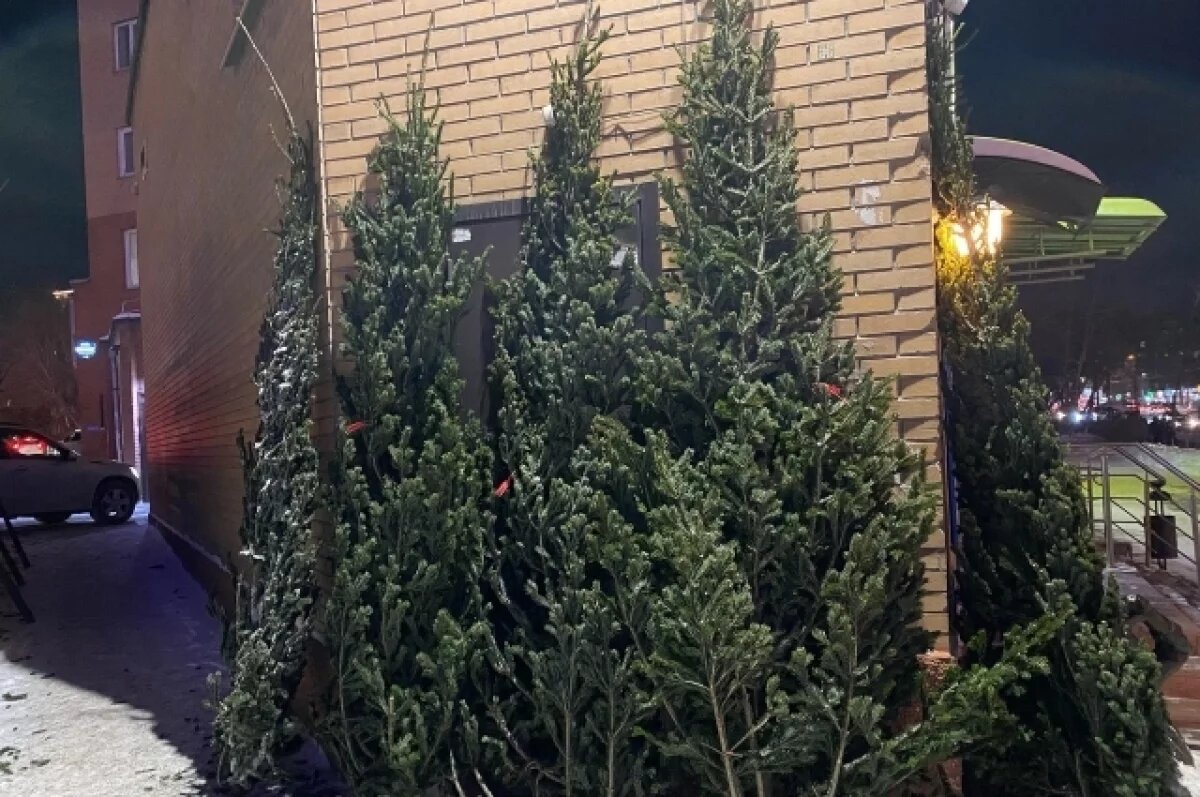    Более 9 тысяч елок и пихт привезли в Новосибирск