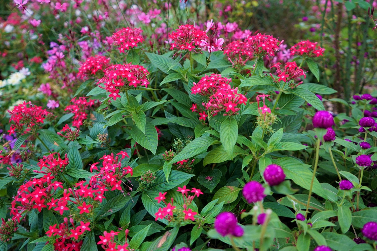 Источник фото: botanichka.ru