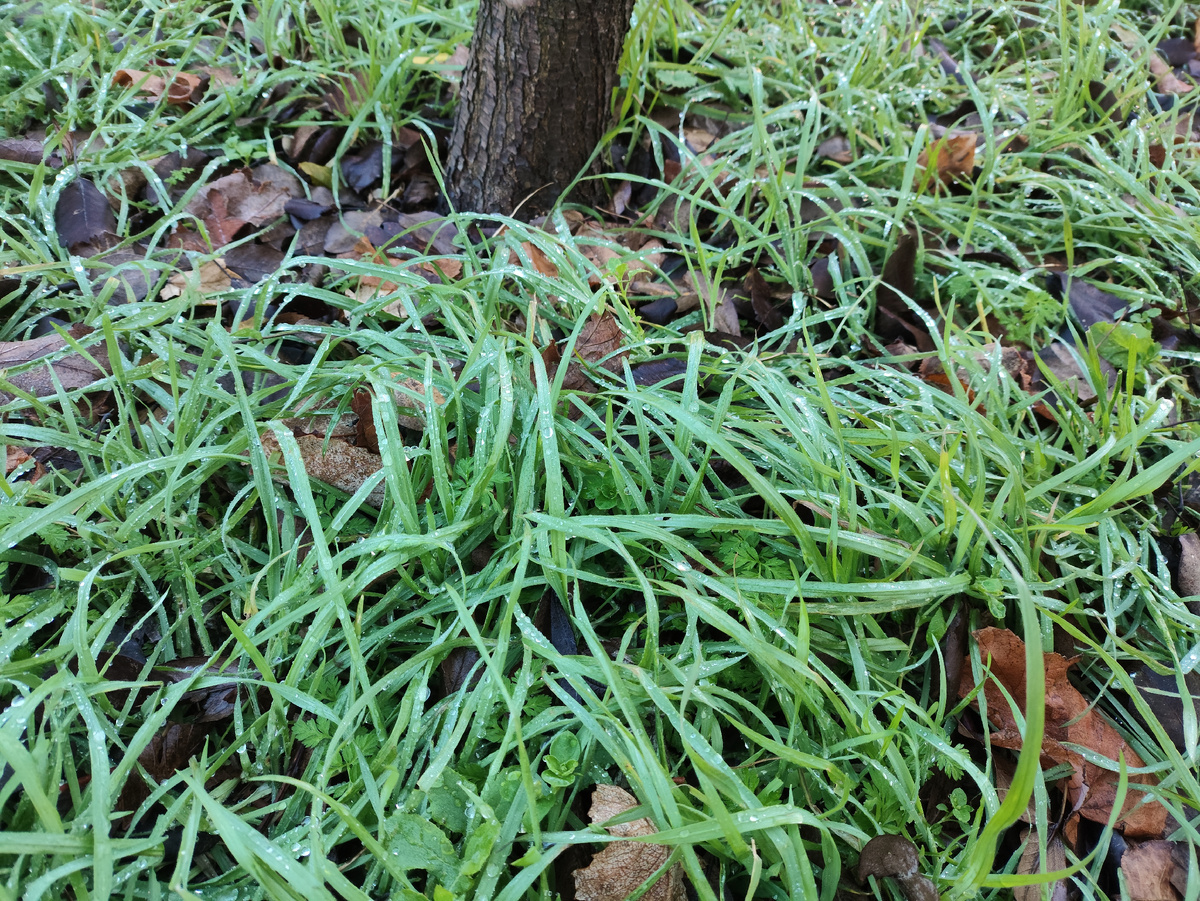 И бисеринки ночного дождя