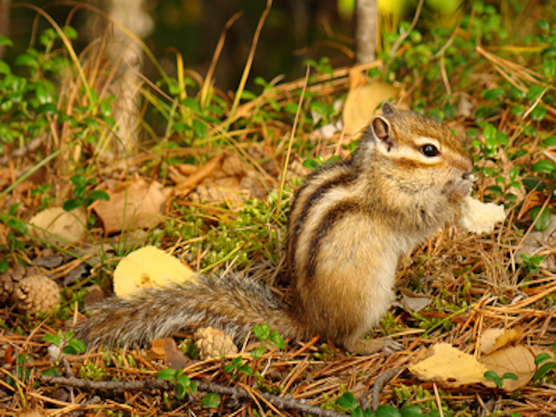 Бурундук ест
