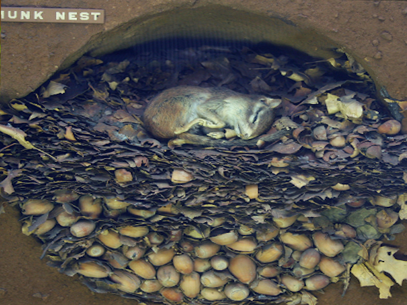 Бурундук спит 