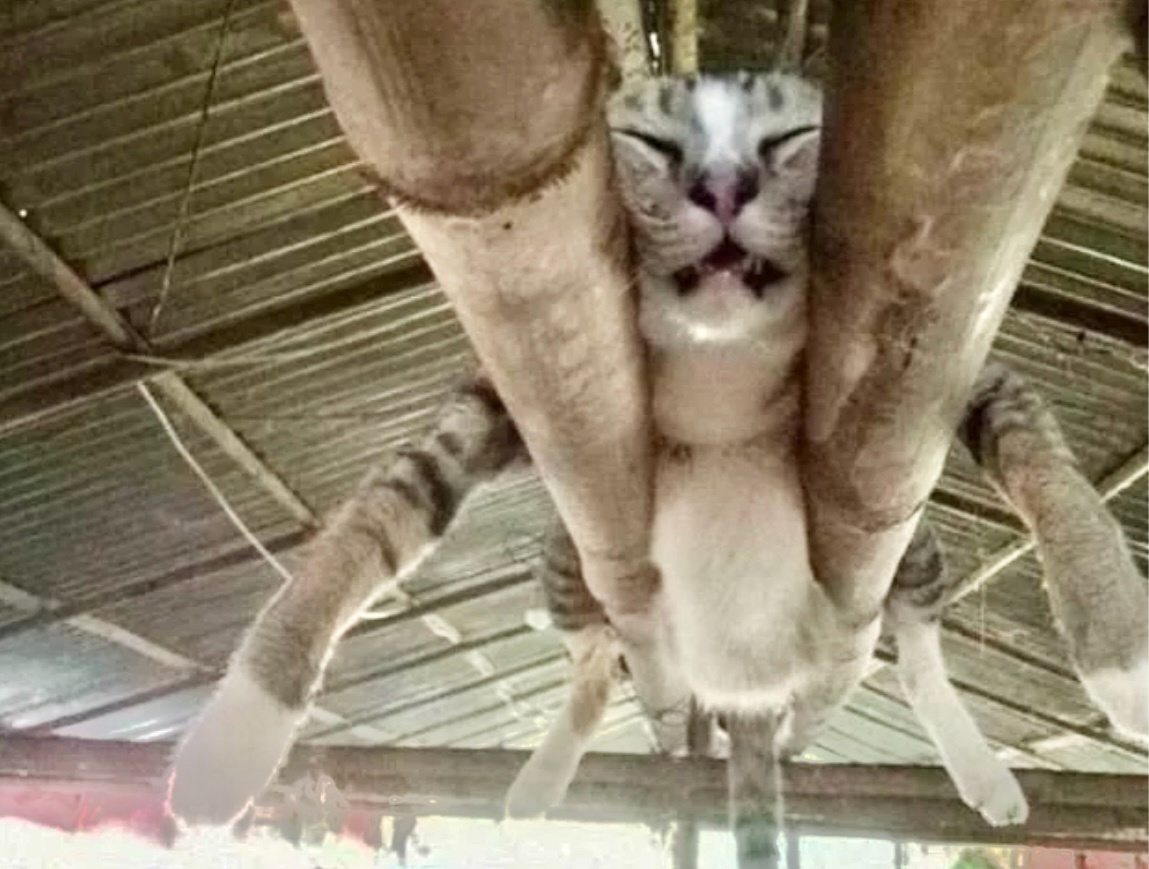 Главное равномерно распределить все части тела, тогда просто заМуррчательно ->->->