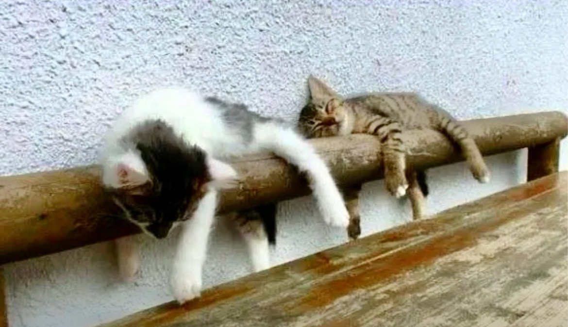 Вместе весело лежать на батареееях, батарееях, батареееях. И конечно поремать лучше хором, лучше хором, лучше хором 