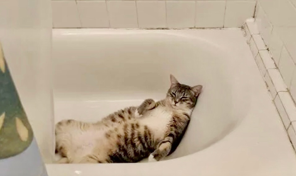 И тут меня нашли! Нет покоя от вас! ->->->