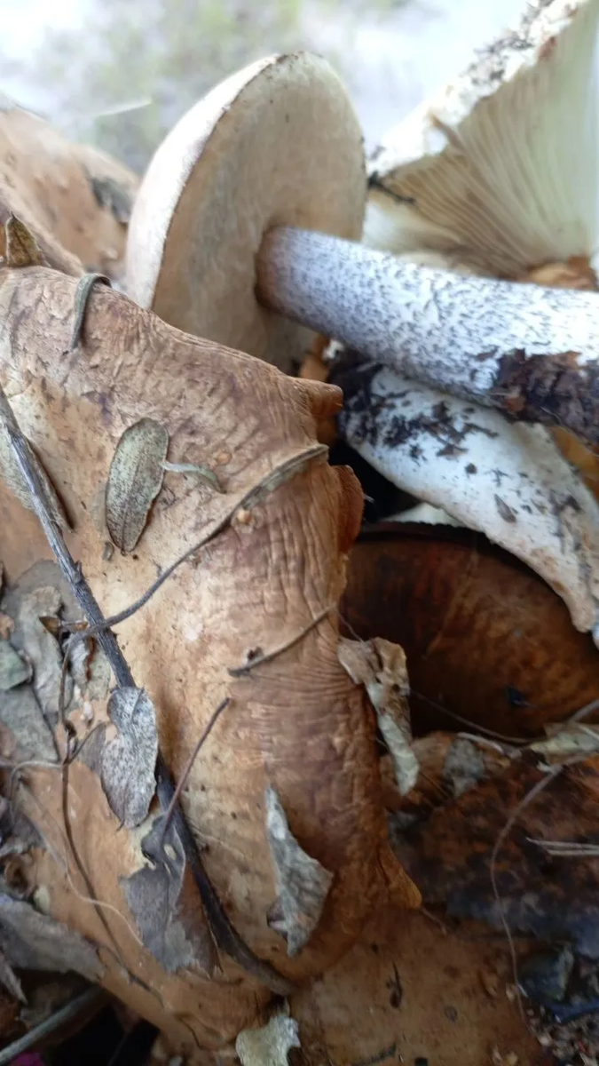 рыжик, подберезовик