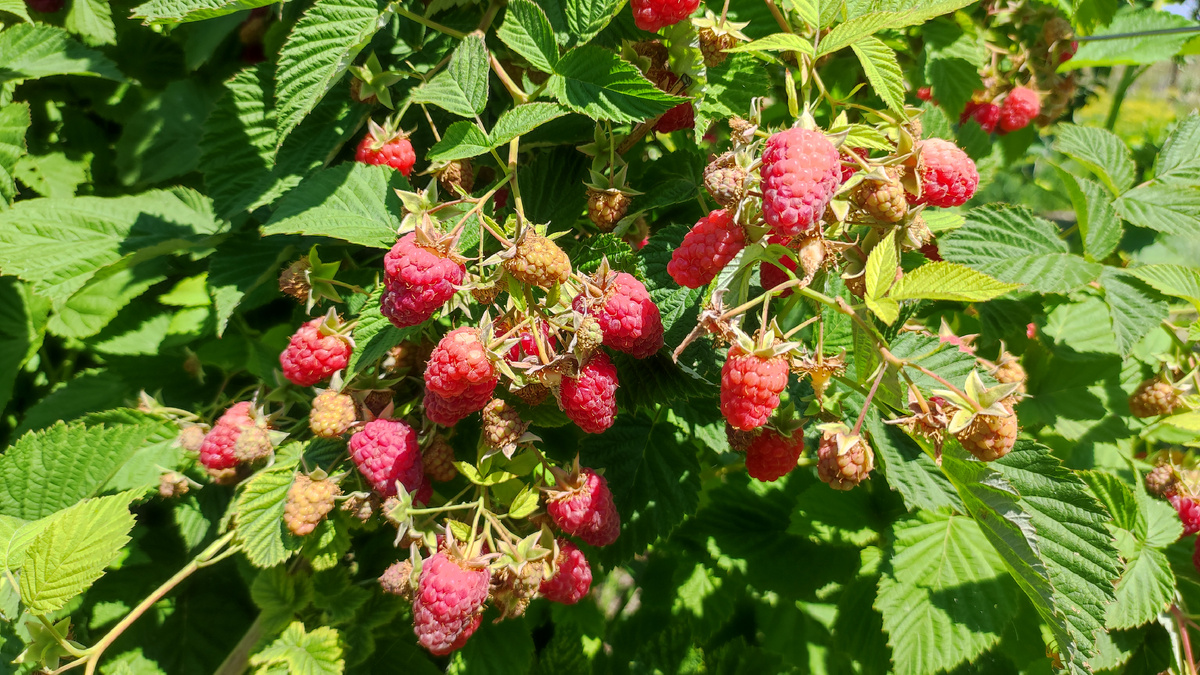 Малина Гусар