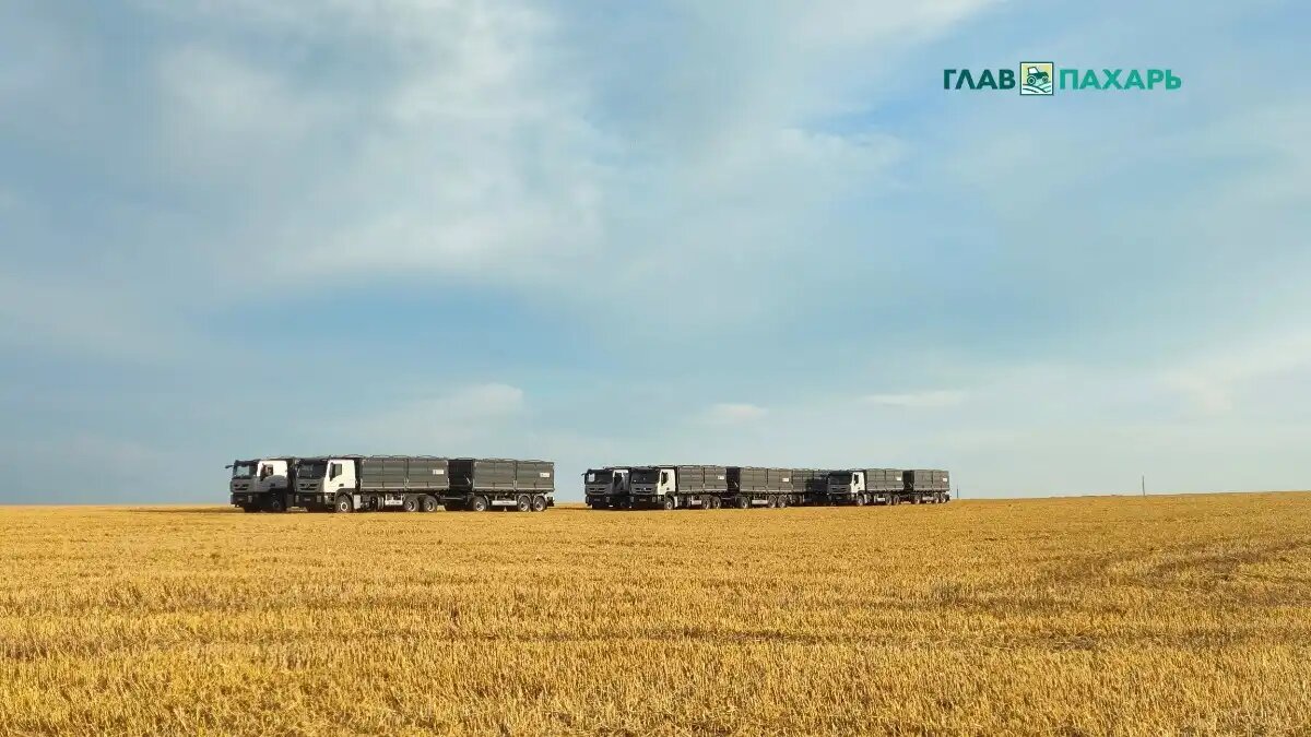 Фото: © Артем Борисов / Glavpahar.ru
Транспортировка зерна: зерновозы в поле (фото иллюстративное)