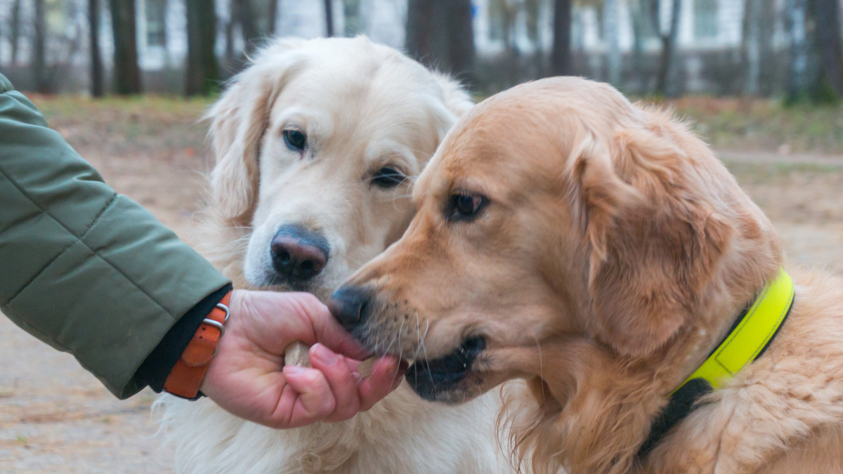 Сублимированные собачьи лакомства лишены большинства недостатков сырой пищи и одновременно обладают всеми достоинствами готовых промышленных снеков. Фото kinologsmirnov.ru
