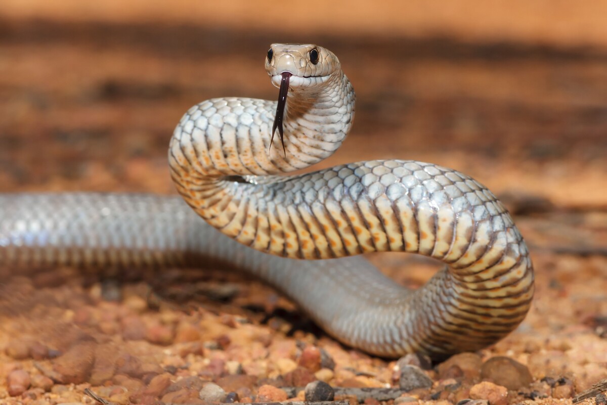 Фото: Shutterstock/FOTODOM