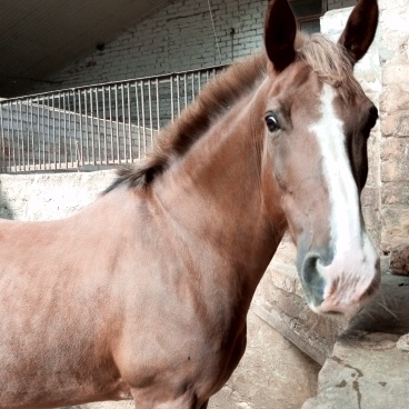 Фото сделано в конном клубе "Вятка" г.Вятские Поляны