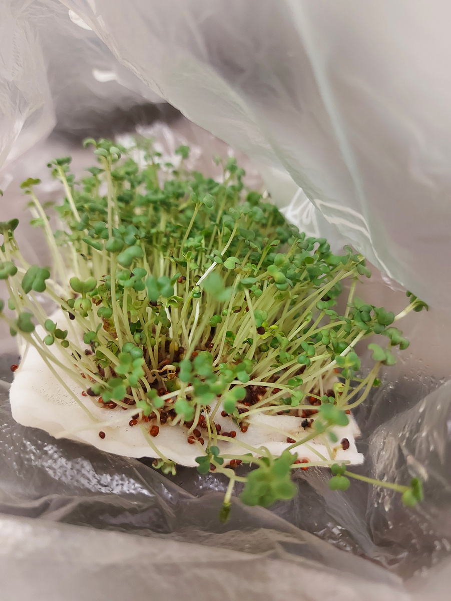 Микрозелень