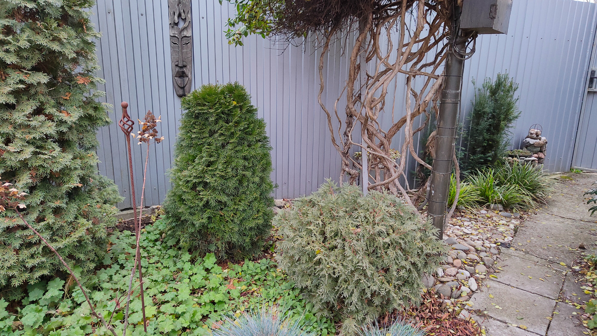 05.12.2024 г. Слева туя Вудварди.