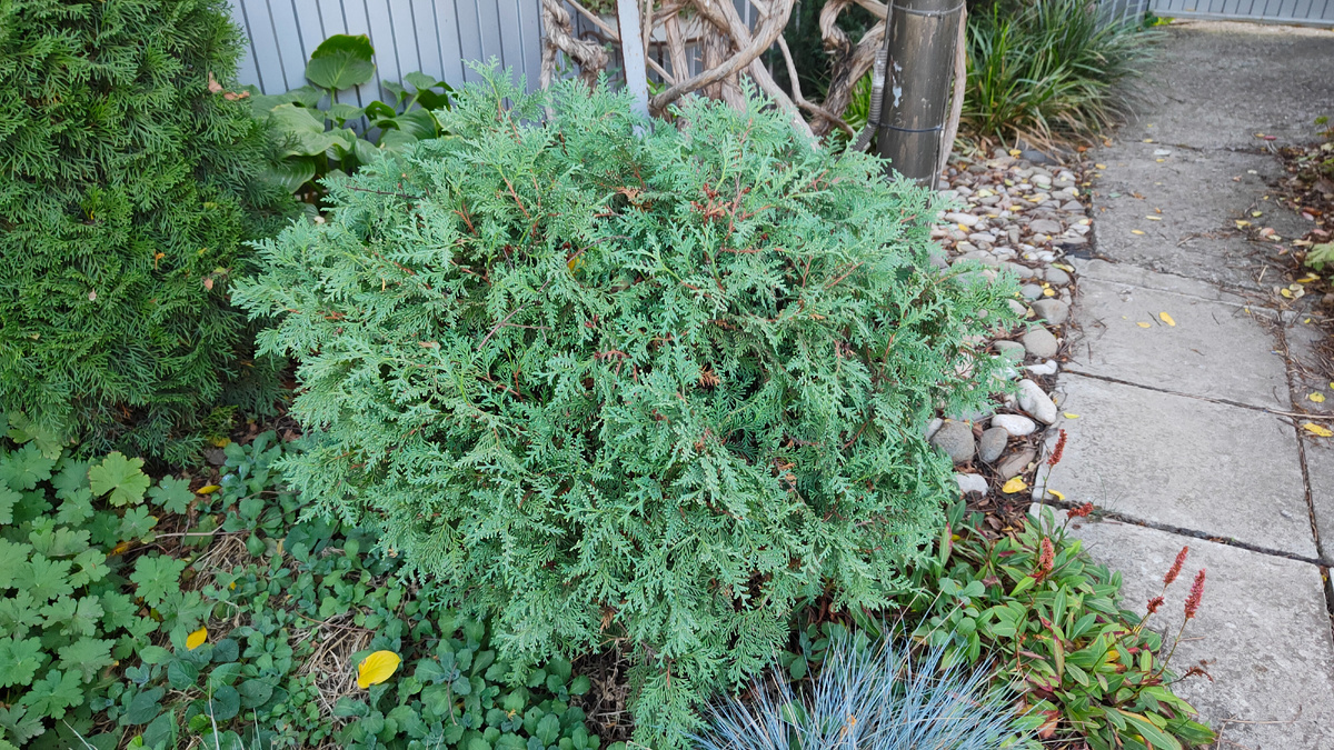 30.09.2024 г. Туя Вудварди.