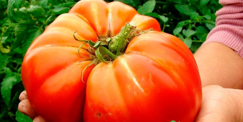 источник:https://agro-market24.ru