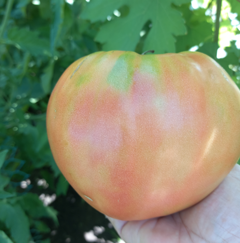 Бычье сердце