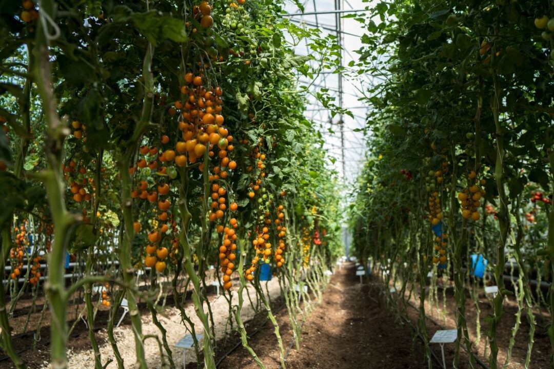 Фото: Александр Плонский / «Агроэксперт»