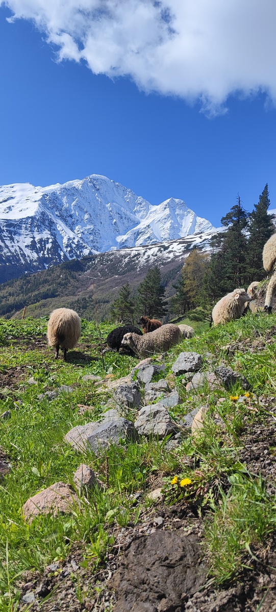 Альпийские овечки в Приэльбрусье
