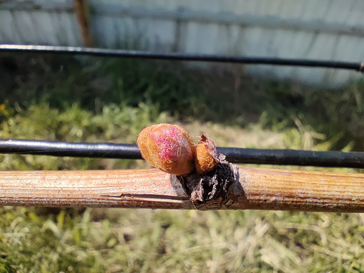 Весна. Хорошо видно как из под опушения волосинок глазка появляется росток 