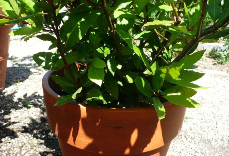 Как вырастить лавровое дерево у себя дома, на подоконнике