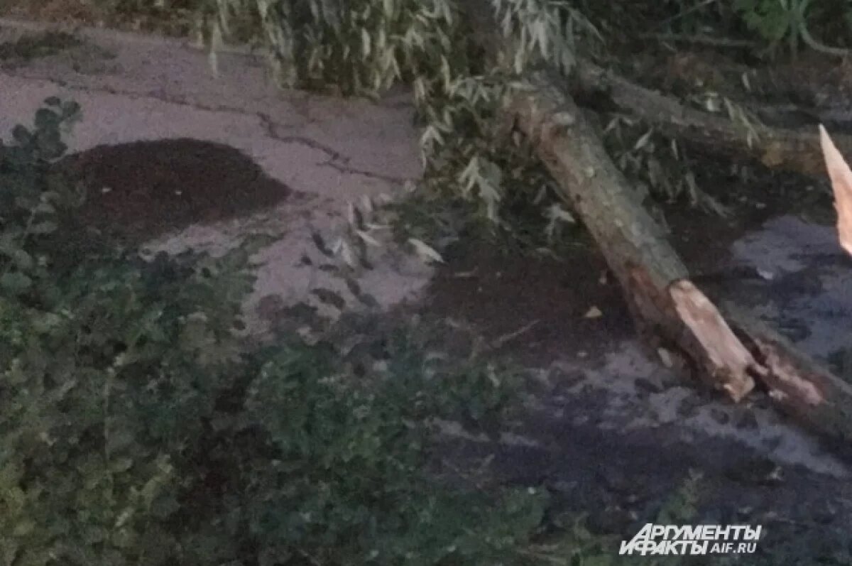    В Рязанском парке Белякова падают деревья в больших количествах