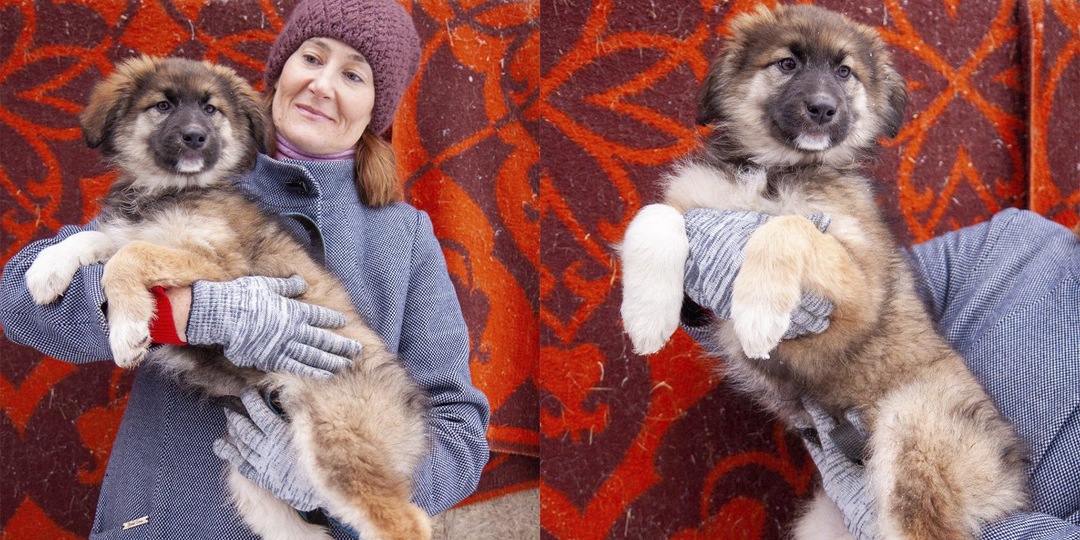 В Балашихе в приют подбросили щенков в коробке