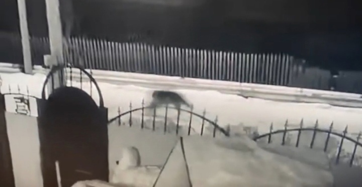    В Берёзовском районе заметили волка в черте посёлка Саранпауль