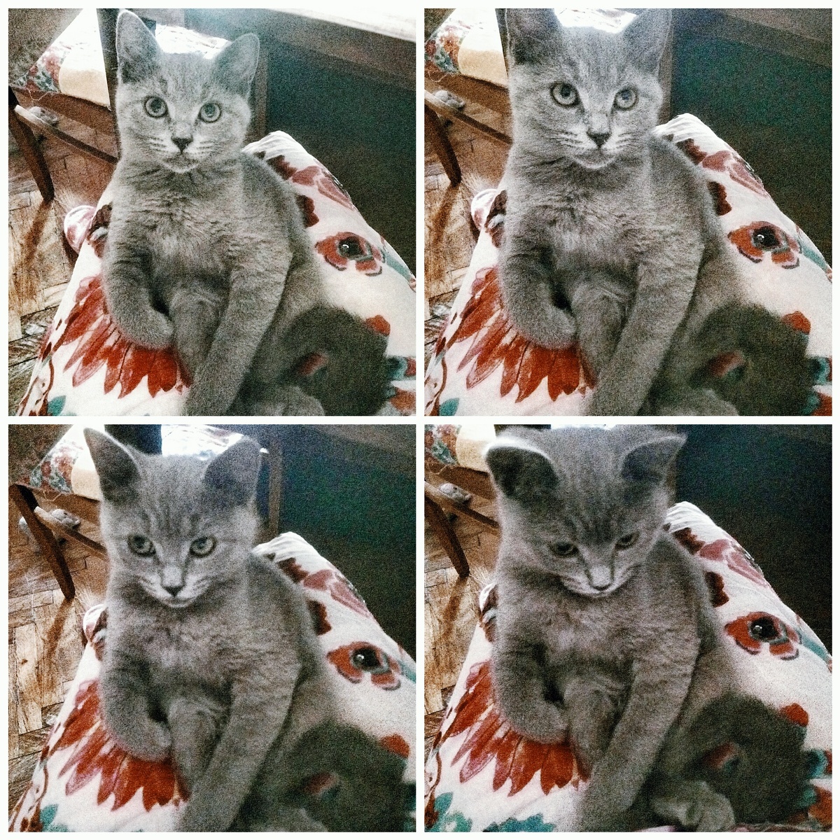 Шане полгода. Фото автора