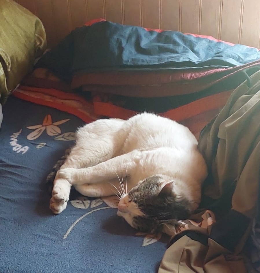 Кот Аристик спит после прогулки