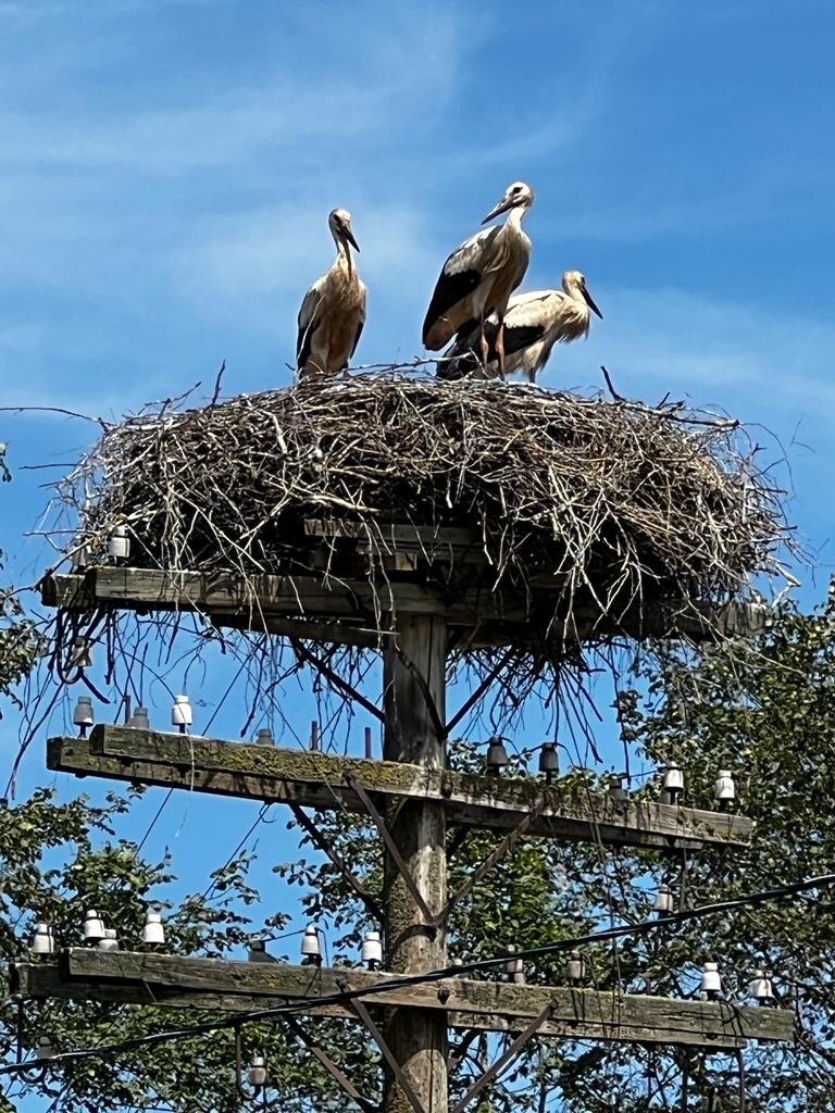 Папа, мама и я, аистиная семья