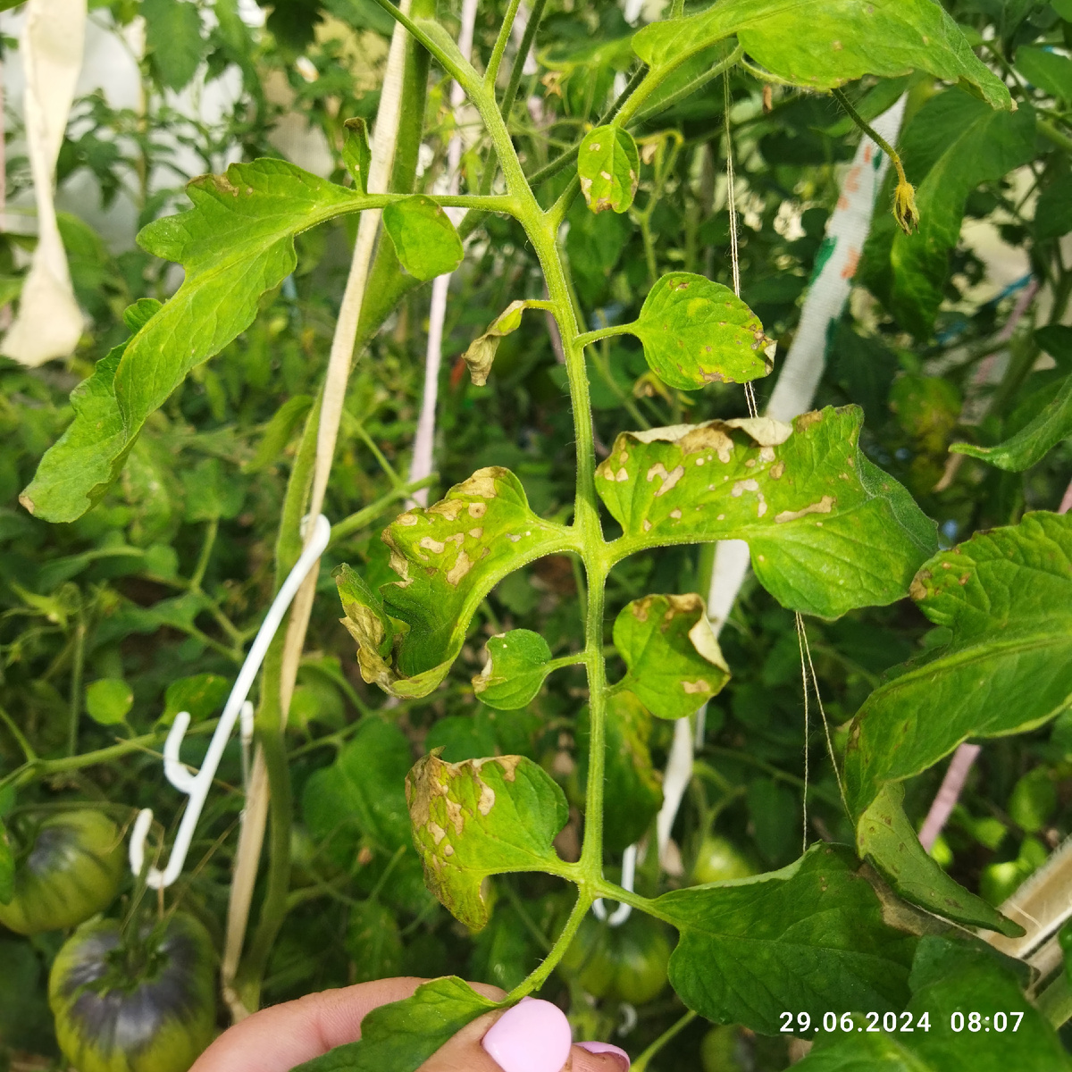 дата фото 29 июня 2024 год