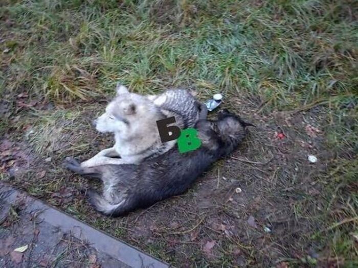 Источник фото: battime.ru