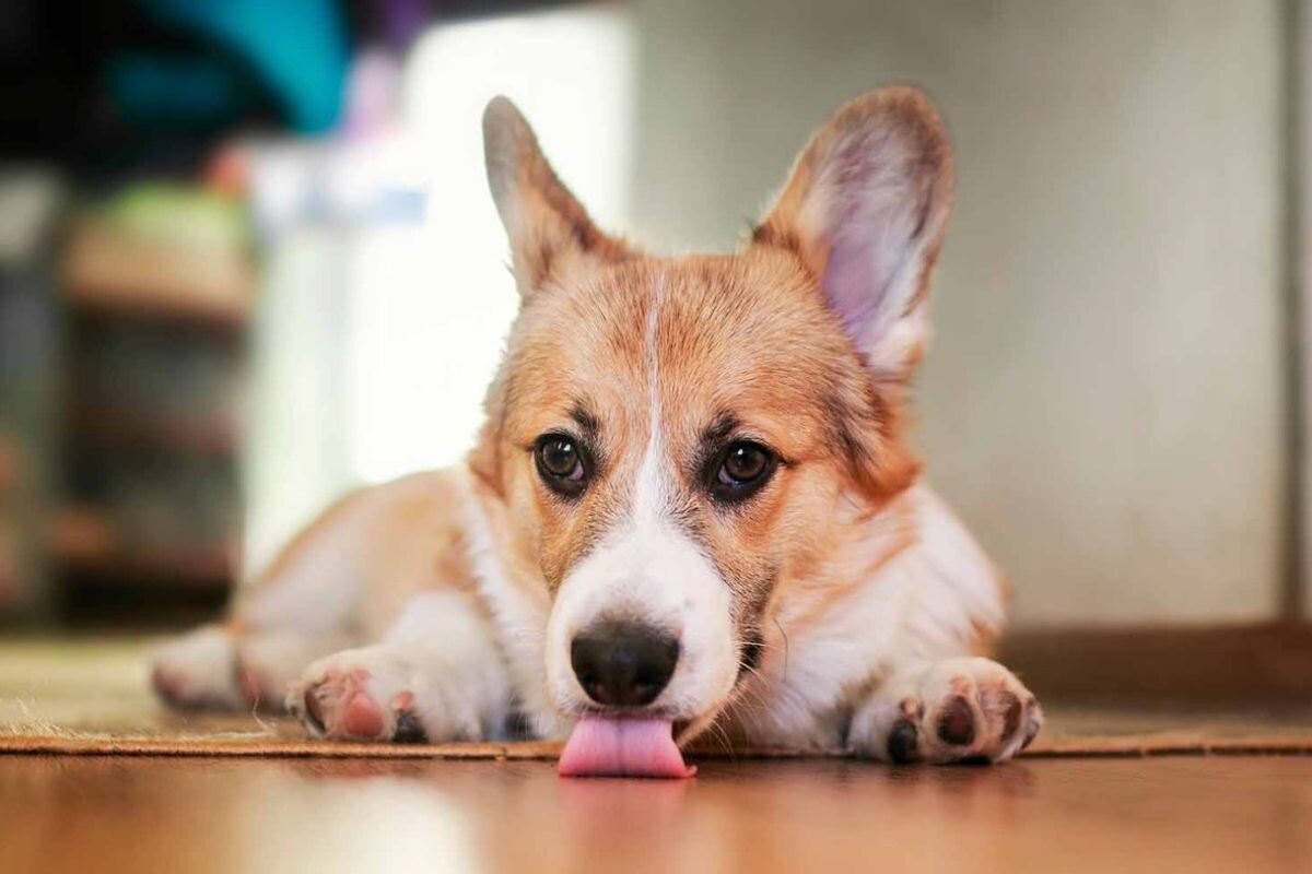 Почему собака лижет пол