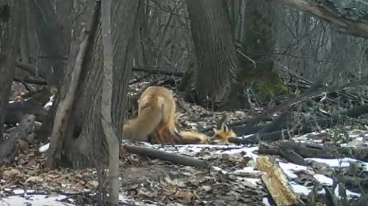    Фото: пресс-служба Жигулевского государственного заповедника