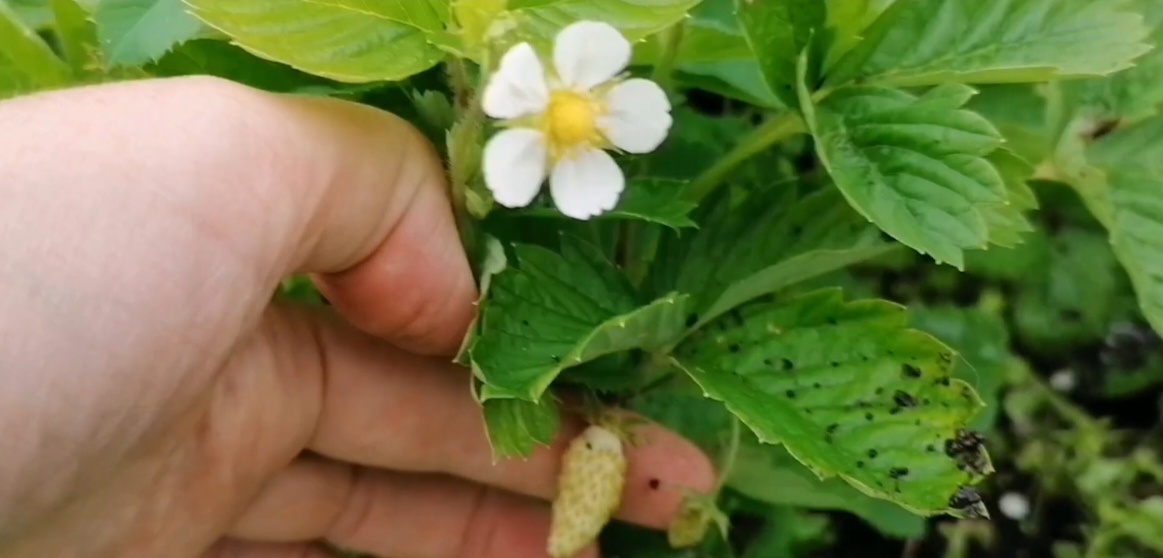 Жёлтое чудо