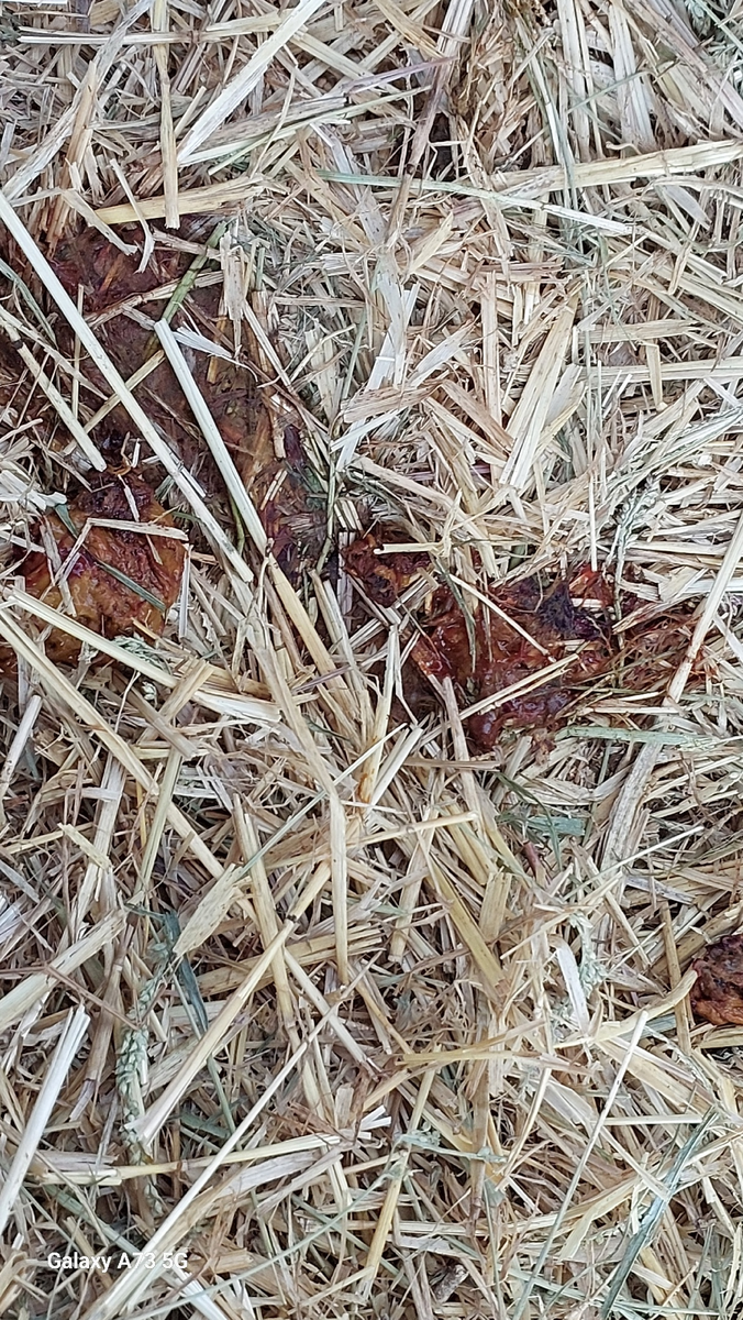 первые признаки кокцидиоза ( кал с кровью)