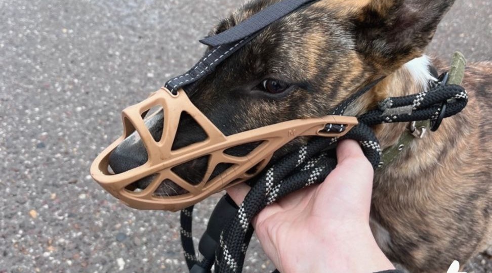 Рассказываем какие намордники подходят для прогулок с собаками, а какие могут навредить