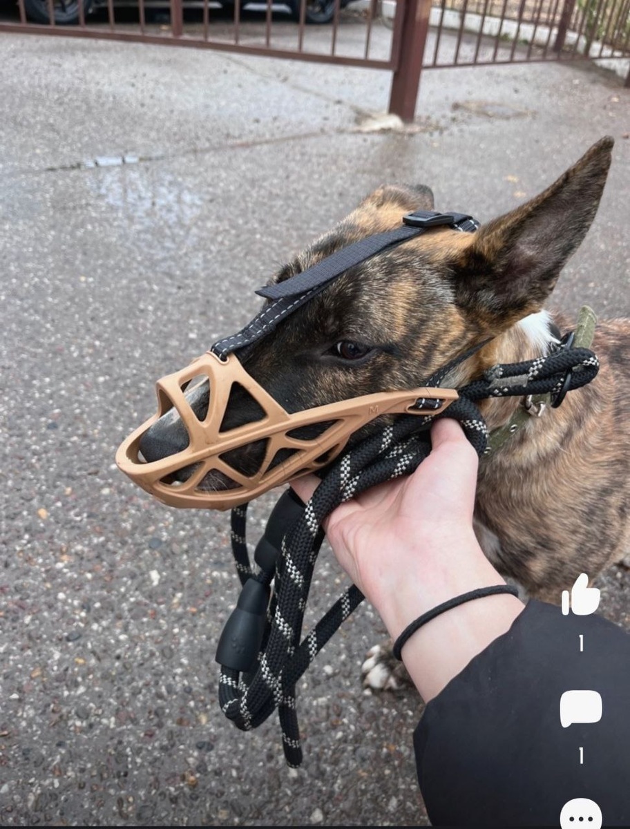 Поэтому вежливо напоминаем об этом законе про намордник всем недоброжелателям (фото взято из открытых источников)