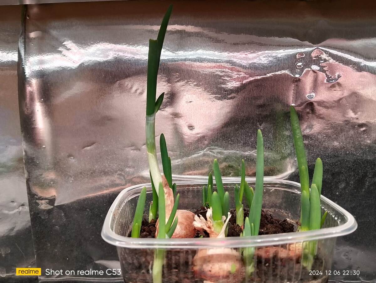 Вторая партия