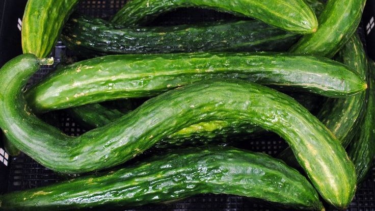 Огурец Китайский Змей. Фото с pinterest.com