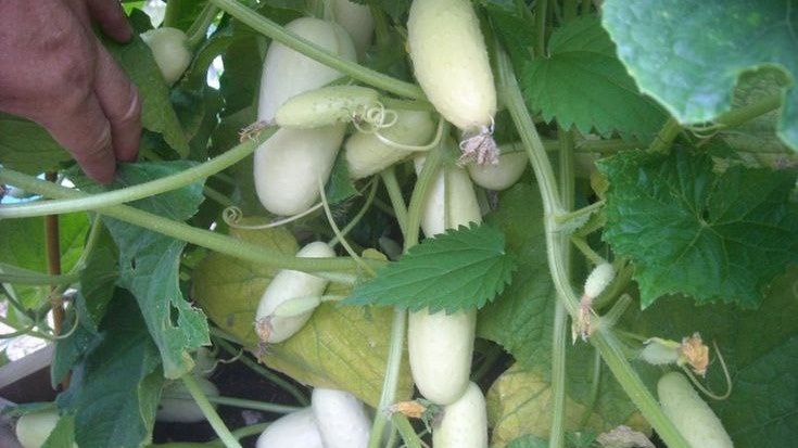 Огурцы белые. Фото с pinterest.com