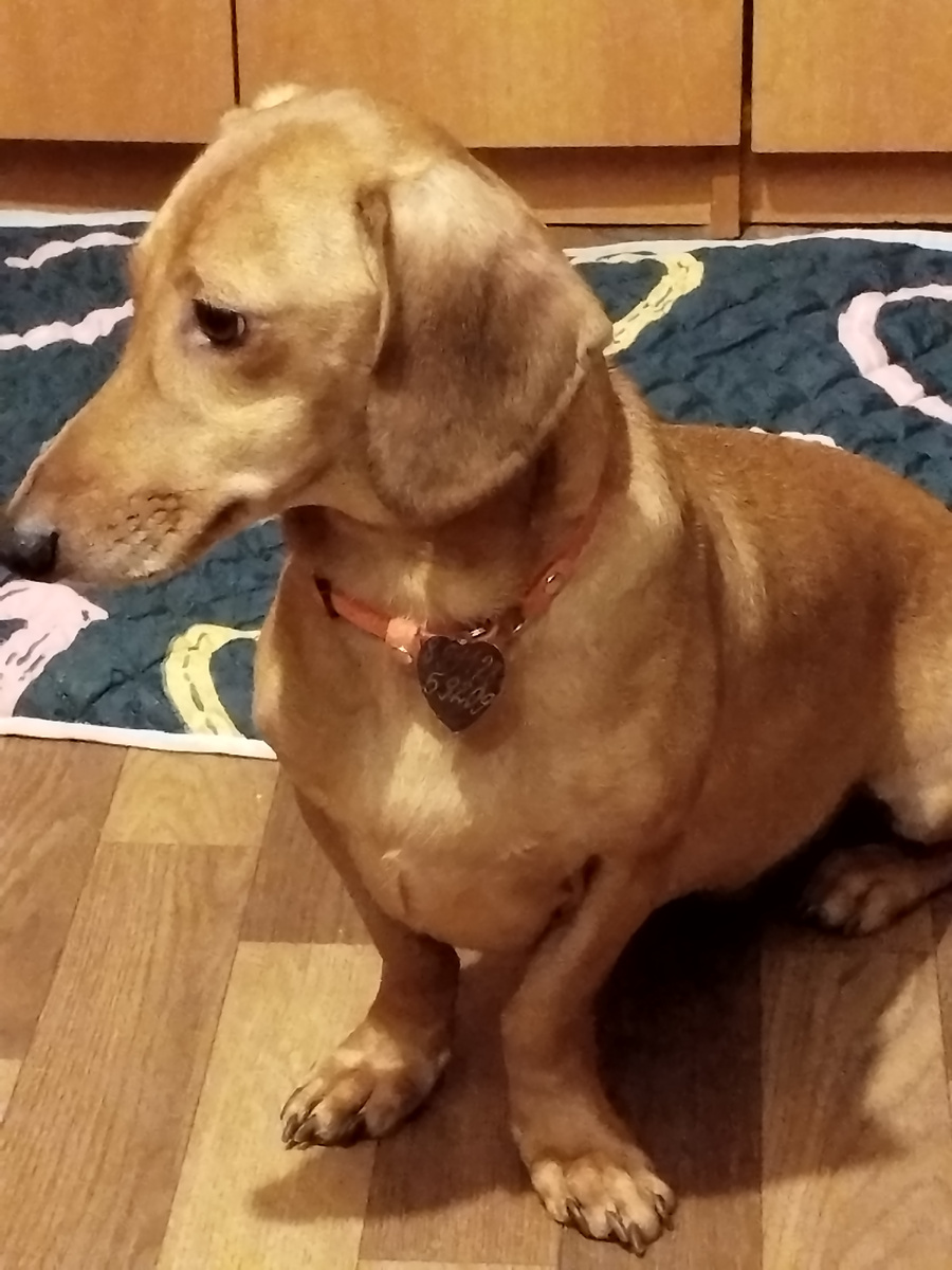 Чехов и подстилка на всякий случай.