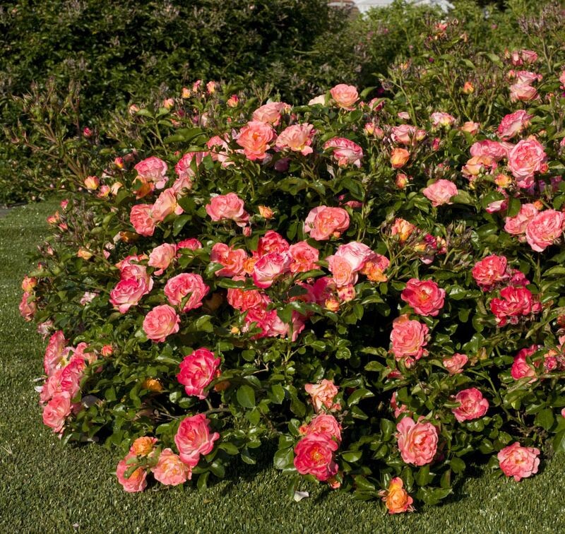 Фото с сайта https://meilland.com/